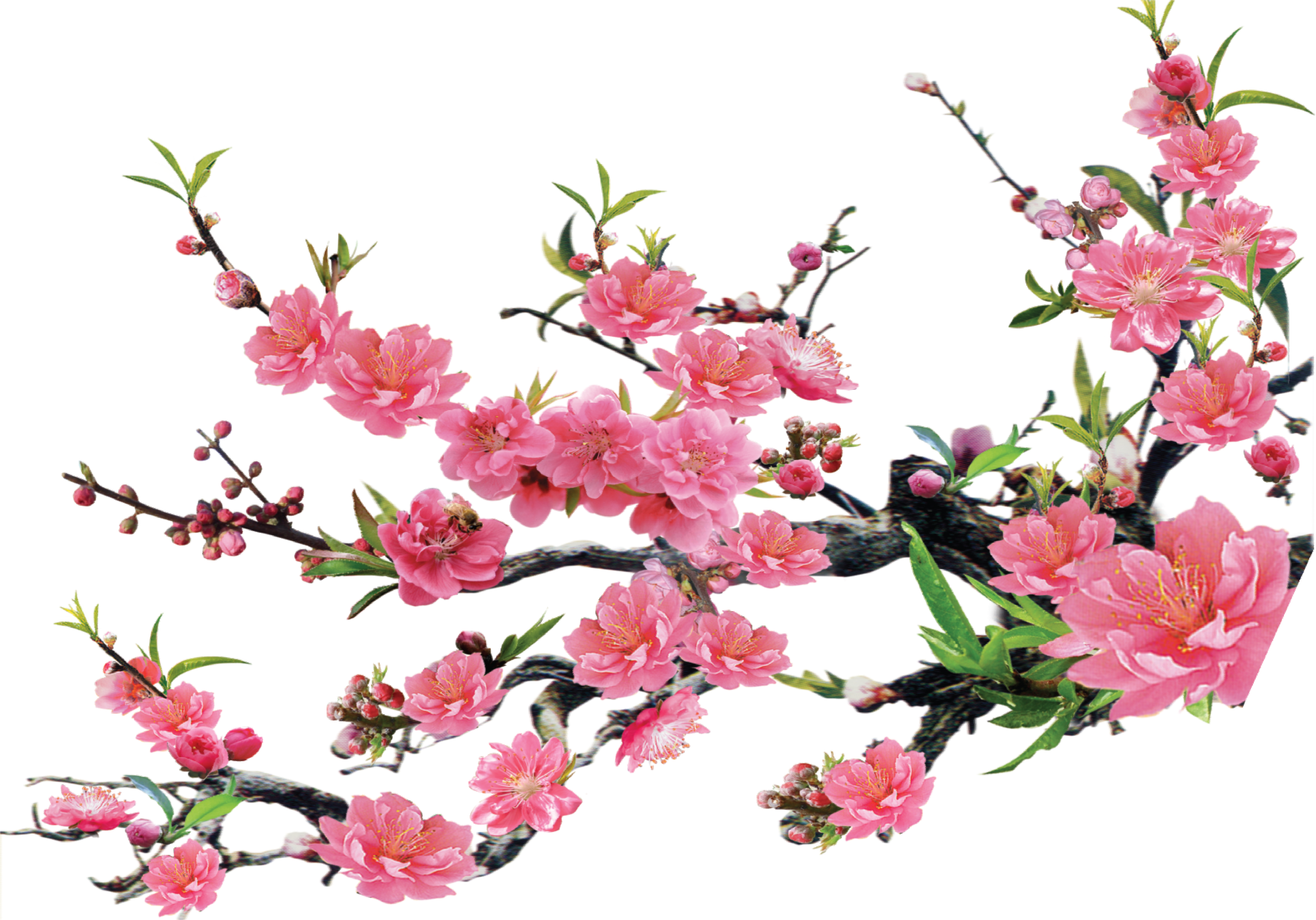 Hoa đào Tết được coi là biểu tượng của sự thịnh vượng và may mắn trong lễ Tết. Đây là một loại hoa đẹp và thơm ngát, làm cho mọi người cảm thấy hạnh phúc và tươi vui. Xem hình ảnh về hoa đào Tết để chiêm ngưỡng sự đẹp và tuyệt vời của chúng.