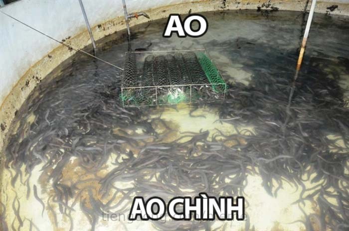 Tải ảnh chế meme Ao chình - tiengdong.com