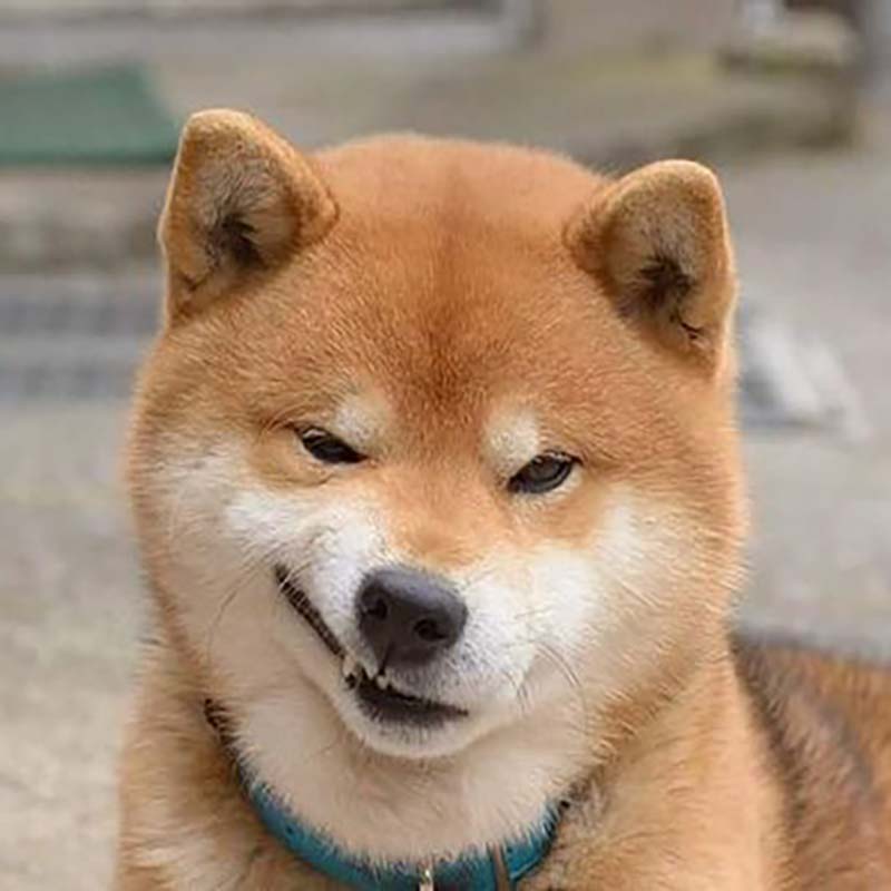 Meme Chó cười Nhếch mép Khinh bỉ