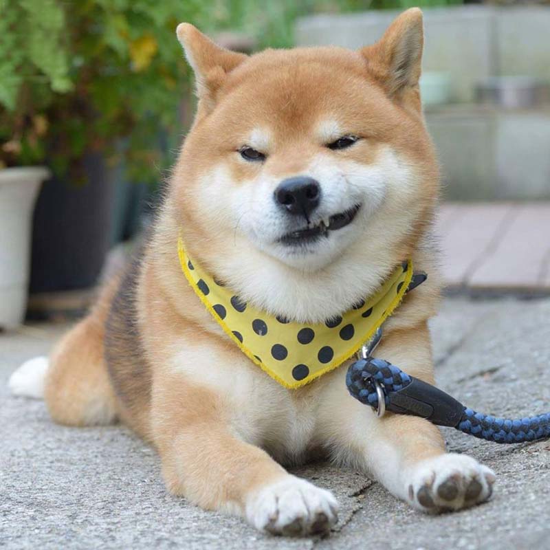 Meme chó Shiba cười nhếch mép