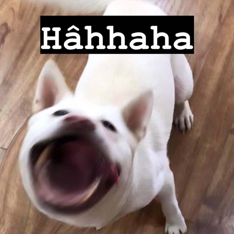 Meme Chó trắng há miệng cười Hahaha