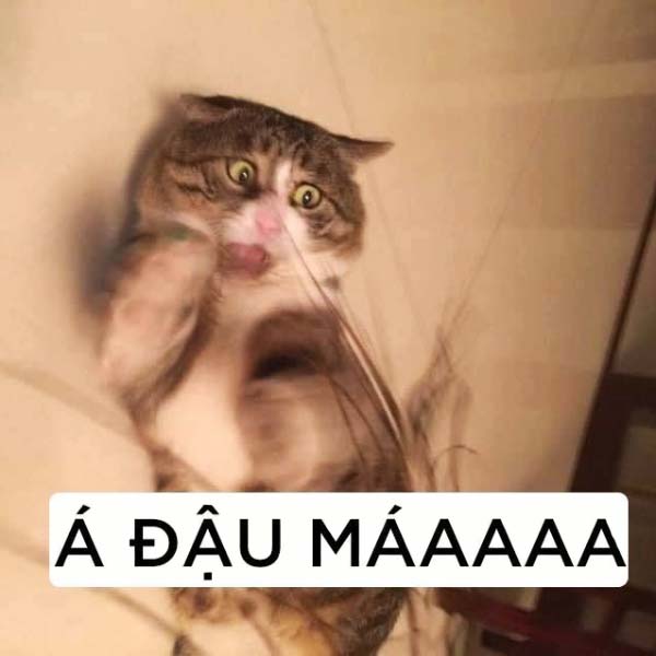 Meme Mèo Bựa Á đậu má