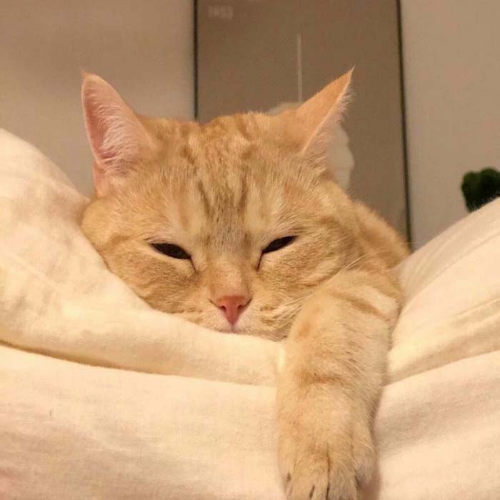 Hình ảnh meme Mèo buồn ngủ - tiengdong.com
