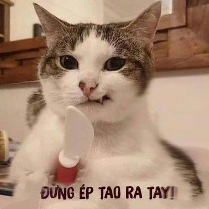 Tải ảnh meme Mèo Cầm Dao - TiếngĐộng.com