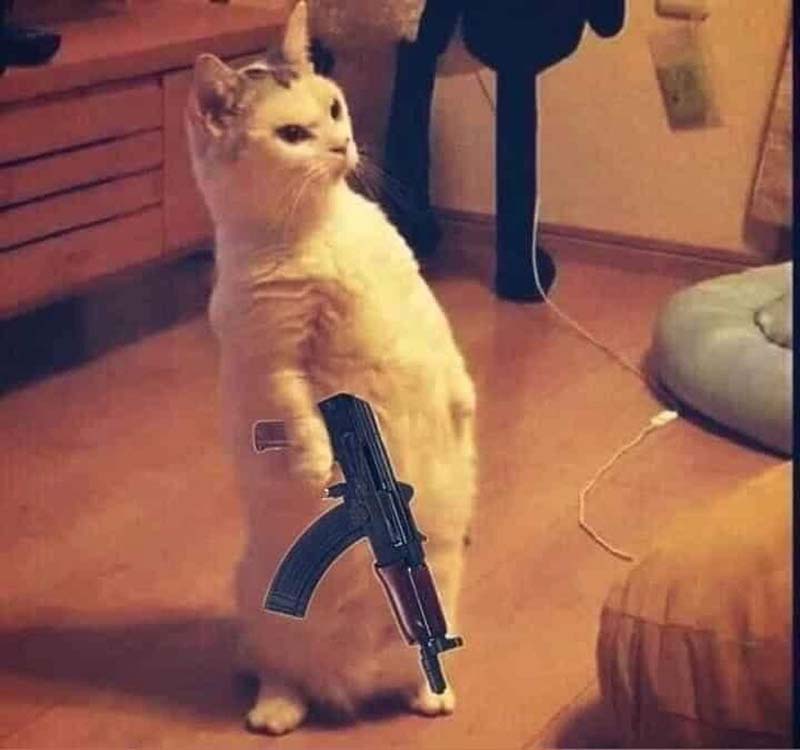 Tải meme Mèo cầm Súng AK47 đứng giống như người