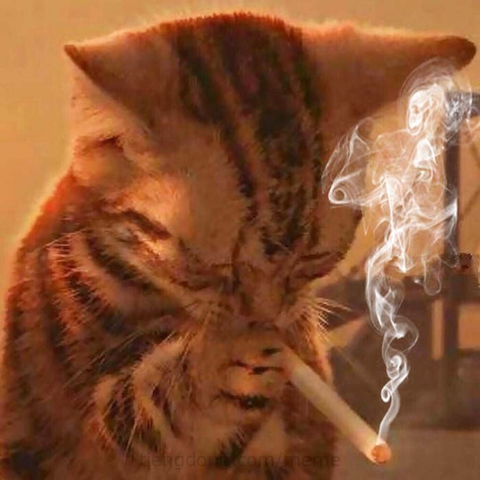 Meme Mèo cầm thuốc hút