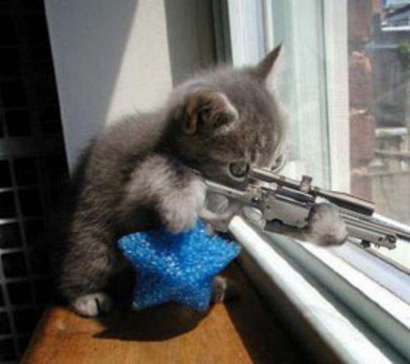 Meme Mèo con cầm Súng Bắn Tỉa nhắm bắn