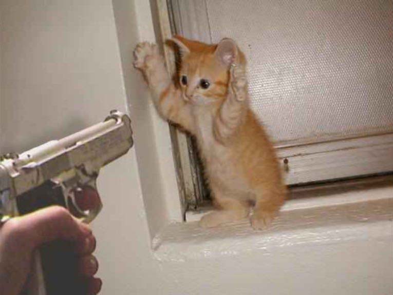 Tổng hợp 94 về avatar mèo cầm súng ff  headenglisheduvn