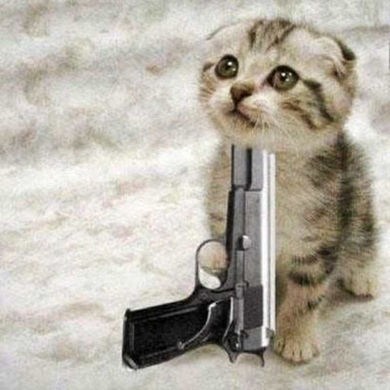 Meme Mèo con khóc dí súng vào cổ
