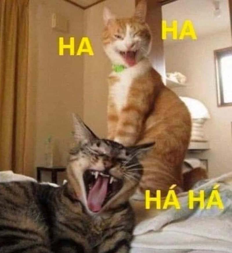 Meme Mèo cười