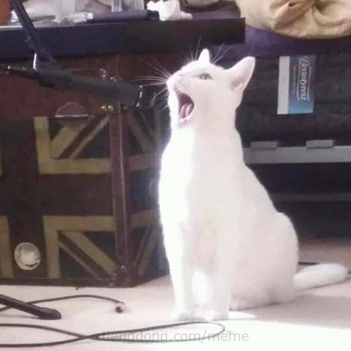 Hình ảnh chế vui meme Mèo đang hát