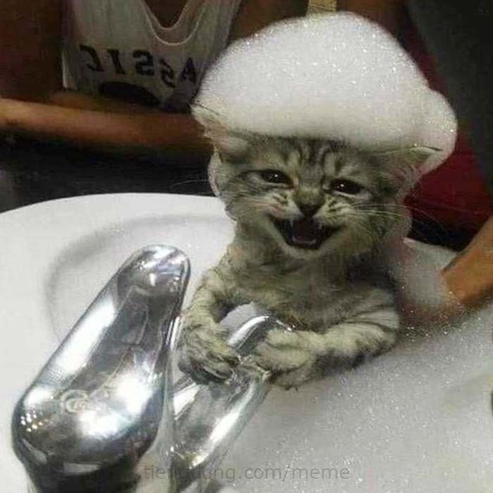 Hình ảnh meme Mèo đang tắm
