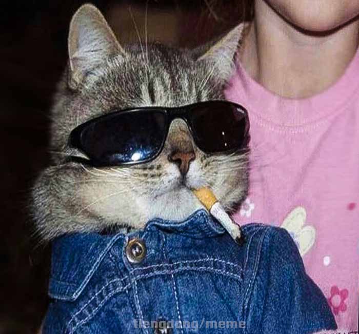 Hình ảnh meme Mèo đeo kính đen