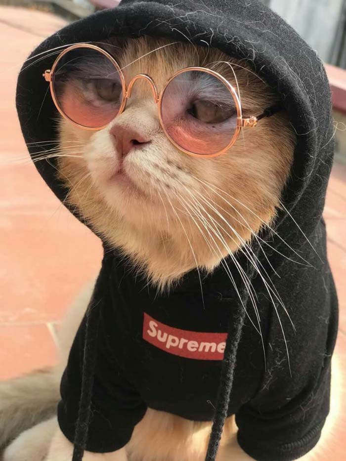 Meme Mèo đeo kính phong cách ngầu