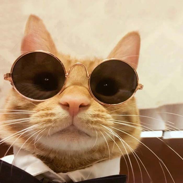 Meme Mèo đeo kính thầy bói bao ngầu