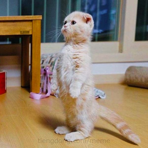 Bạn muốn cười đến té ghế với những hình ảnh meme? Hãy xem hình ảnh một chú mèo đứng hai chân, đáng yêu đến không thể tả được. Hình ảnh này chắc chắn sẽ khiến bạn muốn chia sẻ ngay lập tức với bạn bè của mình.