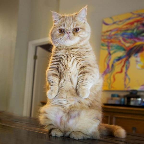 Nếu bạn là tín đồ của các meme vui nhộn, hình ảnh chú mèo đứng này sẽ khiến bạn thích thú. Đừng bỏ lỡ cơ hội cười và giải trí với bức ảnh này.