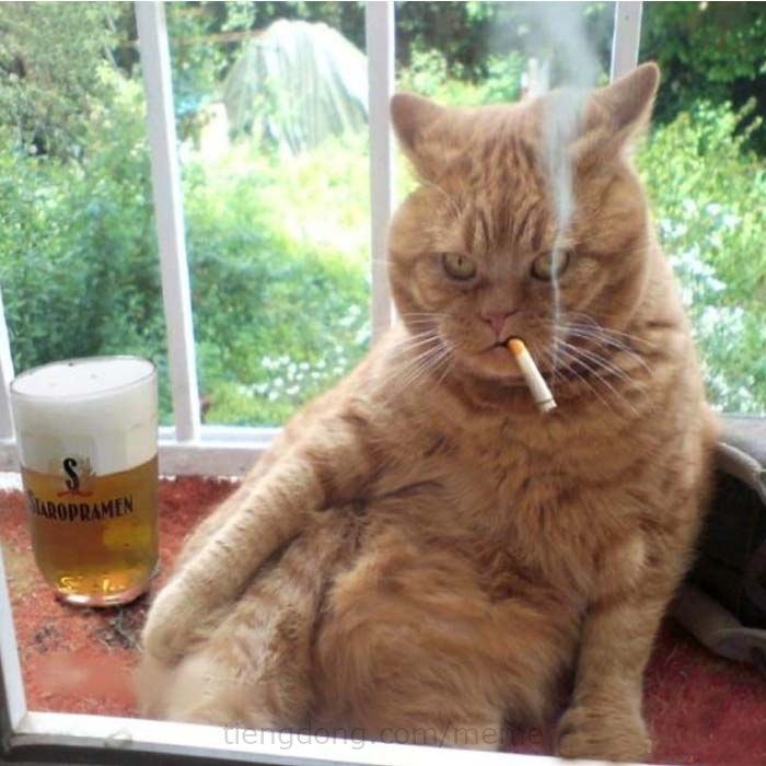 Hình ảnh chế meme Mèo hút thuốc uống bia
