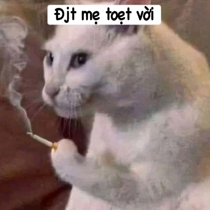 Ảnh chế meme Mèo hút thuốc