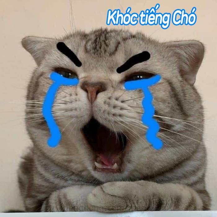 Hình ảnh Mèo khóc tiếng Chó hài hước meme