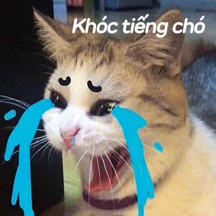 Meme Mèo khóc tiếng Chó