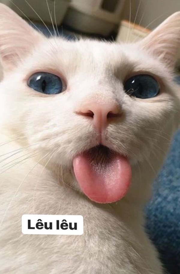 Hình ảnh meme Mèo lêu lêu chế giễu