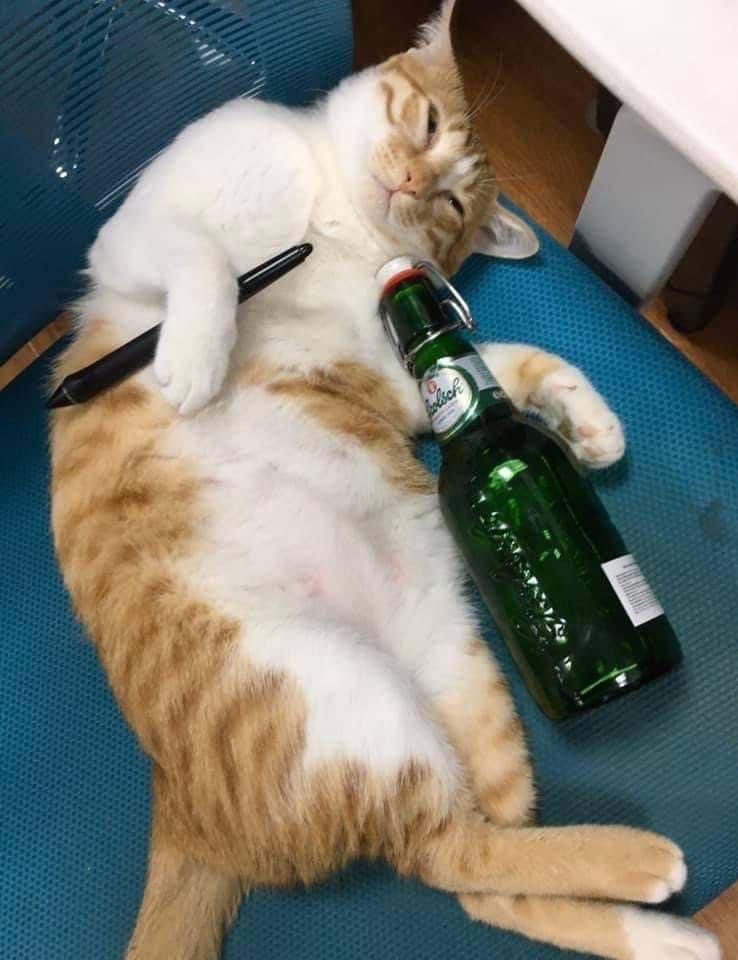 Meme Mèo ôm Chai rượu Say nằm ngủ