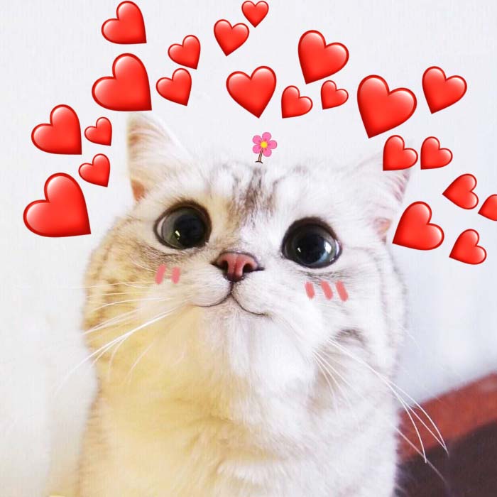 Hình ảnh meme Mèo trái tim