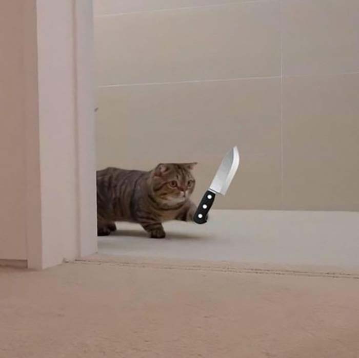 Hình ảnh meme Mèo xám cầm Dao