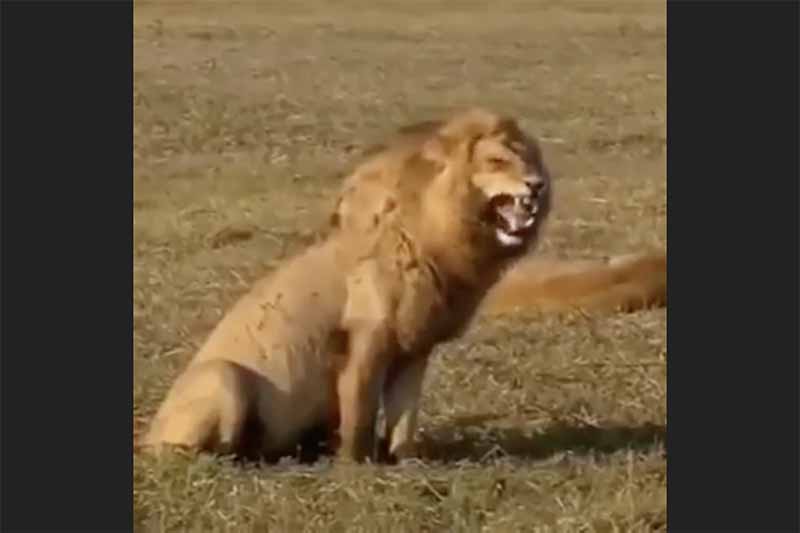 Video Sư tử cười bá đạo