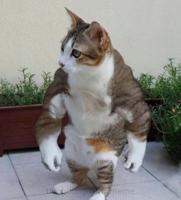 Ảnh Mèo đứng bằng hai chân cơ bắp cuồn cuộn
